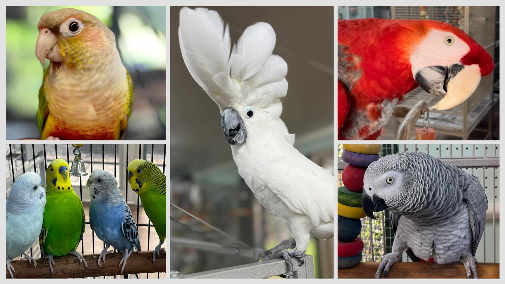 Collage featuring Georgie the Green-Cheeked Conure, Cotton the Umbrella Cockatoo, Chico the Scarlet Macaw, Monty the Congo African Grey, and a group of budgies. 